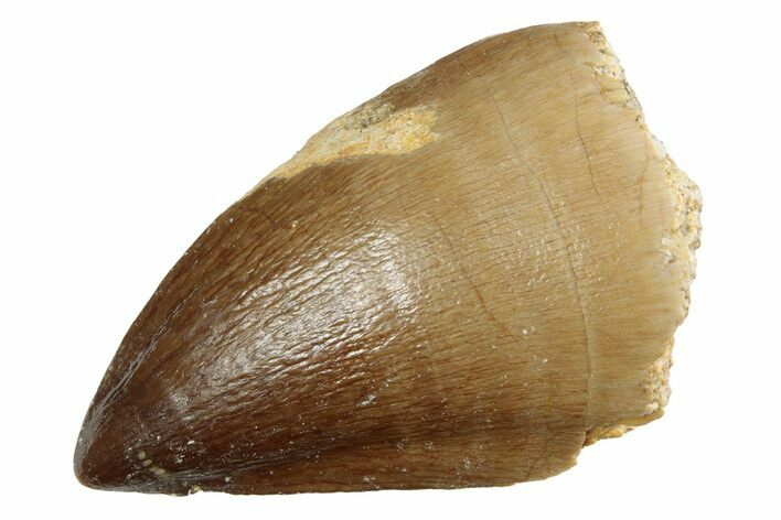 Fossil Mosasaur (Prognathodon) Tooth - Morocco #237126